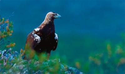 Un águila imperial ibérica descansa sobre una roca. Esta especie está entre las más afectadas por el proyecto eólico Ágata (foto: Juan Carlos Muñoz / Adobe Stock).
