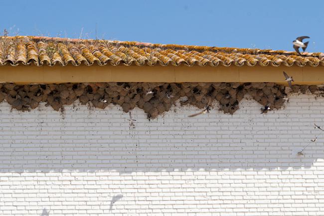 Colonia de avión común con sus nidos en la fachada de una edificación (foto: Alexandre / Adobe Stock).