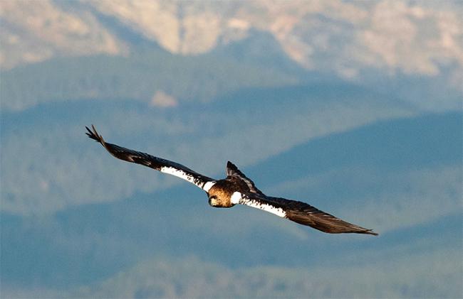 Un adulto de águila imperial ibérica sobrevuela su territorio reproductor (foto: Jesús / Adobe Stock).