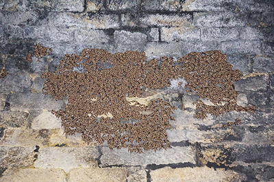 Murciélagos de cueva descansan en la pared de uno de los túneles de una antigua vía de tren que ocupan en La Fregeneda (Salamanca). Foto: SECEMU.