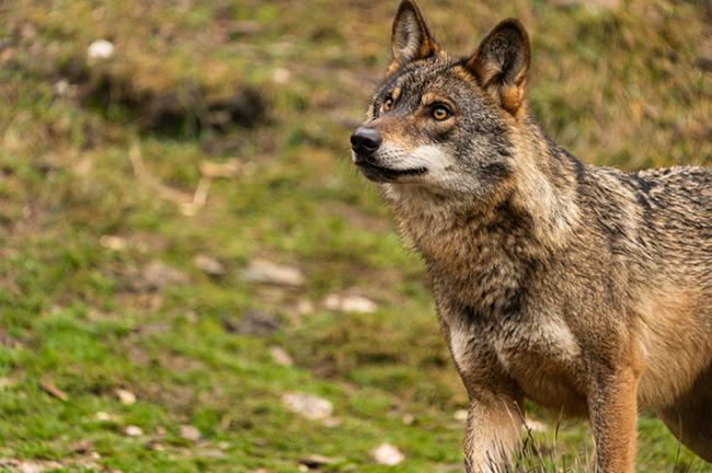 Lobo ibérico (foto: Enrique / Adobe Stock).