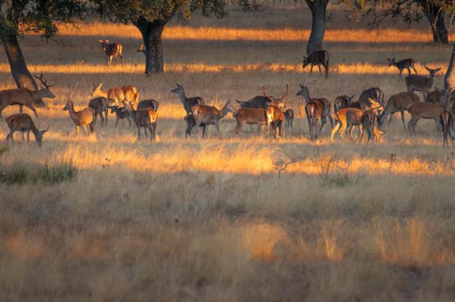Grupo de ciervos al atardecer en una dehesa del Parque Nacional de Monfragüe (Cáceres). Foto: David Hernández Valle / Wirestock / Adobe Stock.