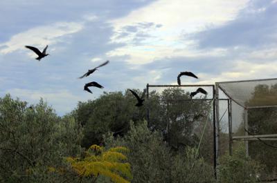 Varios ibis eremitas del grupo de procedencia centroeuropea en el momento en el que echan a volar tras abandonar el aviario en el que fueron mantenidos temporalmente en la provincia de Cádiz (foto: Maritxu Poyal).
