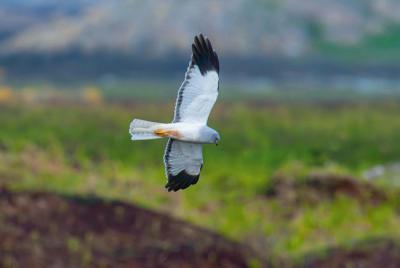 Macho adulto de aguilucho pálido, una de las especies afectadas por los parques eólicos desestimados en la provincia de León (foto: Chris / Adobe Stock).