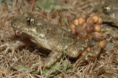 Un sapo partero bético, especie con la que se ha realizado la investigación, carga con una puesta de huevos (foto: Jaime Bosch).