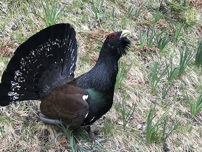 Macho de urogallo en un cantadero del Pirineo de Huesca.