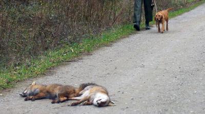 Un participante en un campeonato de caza celebrado en la comarca de Terra Chá (Lugo) se dispone a recoger dos zorros abatidos