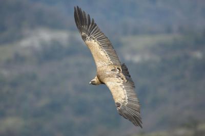 Buitre leonado en vuelo (foto: Joseba del Villar).