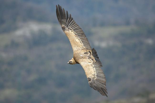 Buitre leonado en vuelo (foto: Joseba del Villar).