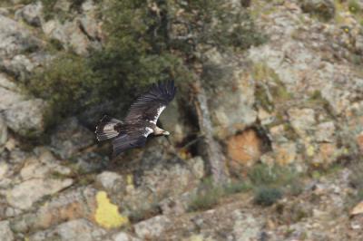 Un águila imperial en vuelo. Esta especie sigue teniendo en los cebos envenenados una de sus grandes amenazas (foto: José Luis Gómez de Francisco).