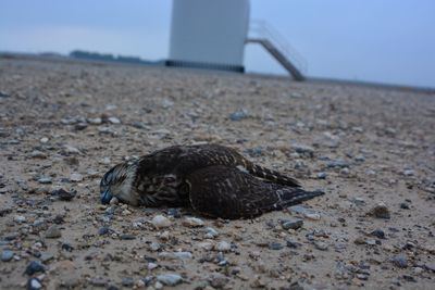 Un esmerejón yace muerto en el parque eólico Los Cierzos, en la provincia de Zaragoza. Este cadáver fue hallado el pasado 12 de noviembre (foto: Ansar).