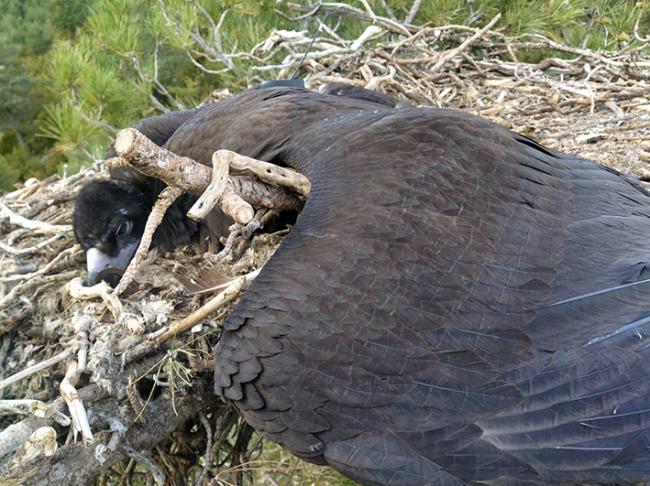 El buitre negro intoxicado por diclofenaco yace muerto en su nido, con el emisor GPS que porta visible (foto: GSM Agents Rurals).