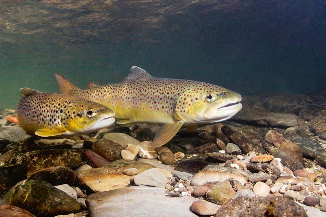 Dos truchas comunes nadan sobre el lecho de un río (foto: Rostislav Stefanek / Shutterstock).