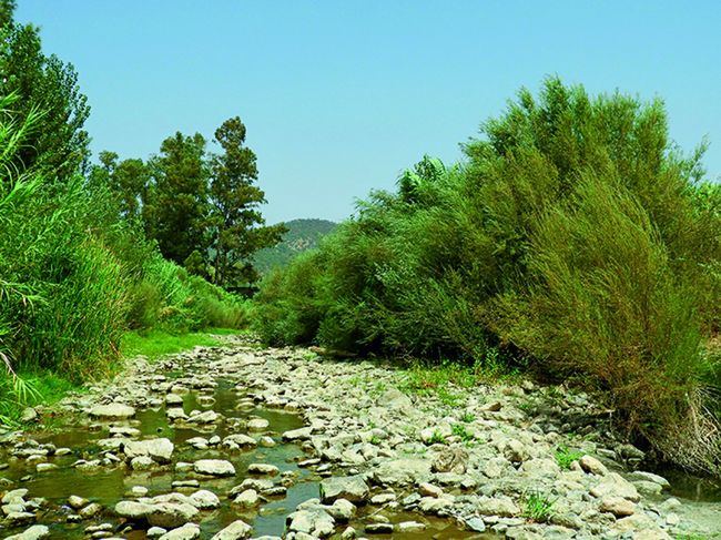 Sauces y demás vegetación de ribera cubren hoy en día las orillas del río Genal a su paso por Gaucín (Málaga), en el tramo afectado por las limpiezas de cauce hace diez años y ya recuperado.