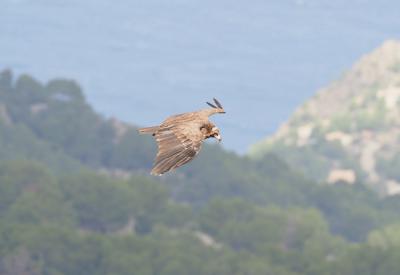 Buitre negro de la población de Mallorca en vuelo, con el mar Mediterráneo de fondo (foto: Joan Mateu).