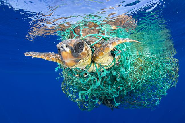 Tortuga boba encontrada enmallada en una red en la isla de Tenerife (foto: Francis Pérez).