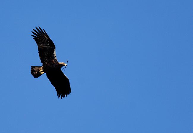 Un águila imperial de Doñana transporta ramas para construir su nido (foto: Jorge Sierra).