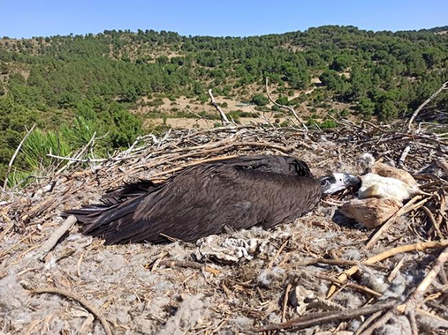 Uno de los pollos de buitre negro que murió en el incendio de Cebreros (Ávila), en el nido tras serle colocado el emisor GPS, pocos días antes de que el fuego devastase toda esta zona de la comarca de Tierra de Pinares (foto: Miguel Marco).