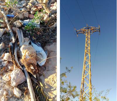 A la izquierda, águila perdicera electrocutada hallada a finales de 2021 en la zona de La Tercia, en el término municipal de Murcia. A la derecha, apoyo eléctrico de Iberdrola en el que se electrocutó este ejemplar, donde a posteriori se han aplicado medidas correctoras (fotos: Anse).