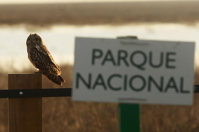 Una lechuza campestre reposa sobre el poste de un cercado del Parque Nacional de Doñana (foto: Alfonso Roldán).