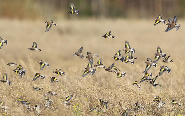 Bando de jilgueros mezclados con algunos pardillos. El jilguero es la especie de ave con más registros en los ingresos por causas no naturales en los centros de recuperación de fauna, según el estudio de SEO/BirdLife (Foto: Risto / Adobe Stock).