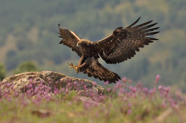 Un águila real se posa en un roca (foto: Paolo / Adobe Stock).