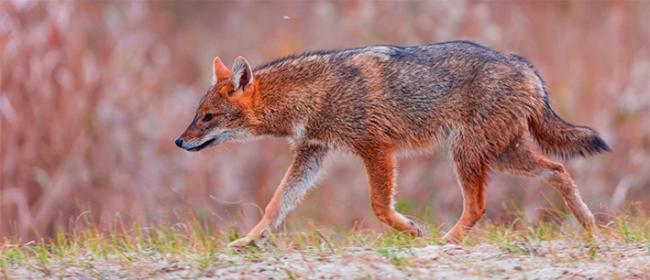 Un chacal dorado trota en el sector rumano del delta del Danubio (foto: Juan Carlos Muñoz / Adobe Stock).