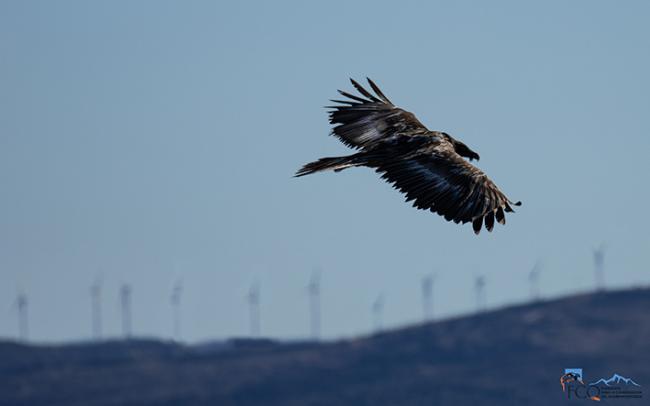 Fotografía realizada desde el término municipal de Aliaga (Teruel) en la que se ve a "Dena", quebrantahuesos liberado en 2021 en la provincia de Castellón, mientras vuela delante de los aerogeneradores de un parque eólico (foto: FCQ).