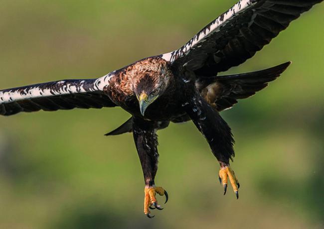 Ejemplar reproductor de águila imperial ibérica (foto: Jose Pesquero).