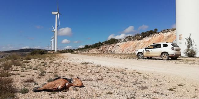 Un buitre leonado yace muerto junto a un aerogenerador de un parque eólico de la provincia de Teruel (foto: FCQ).
