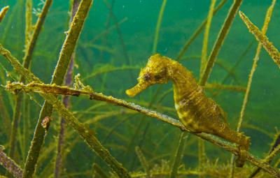 Caballito de mar común o de hocico corto (Hippocampus hippocampus) en una pradera marina del género Zostera (foto: Oleg Kovtun / Adobe Stock).