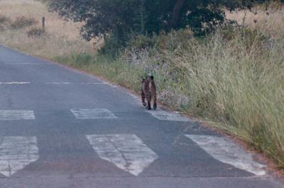 Un lince ibérico se desplaza siguiendo el trazado de una carretera (foto: Jacinto Román).