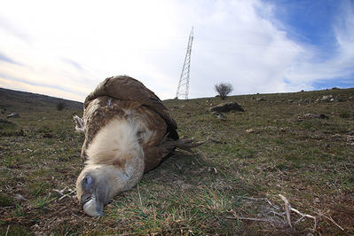 Cadáver de un buitre leonado cerca del tendido eléctrico particular en Urraca-Miguel (Ávila) que es un “punto negro” de colisión de aves 