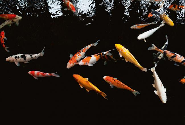 Varios peces koi nadan en un estanque artificial (foto: MR.RAWIN TANPIN / Shutterstock).