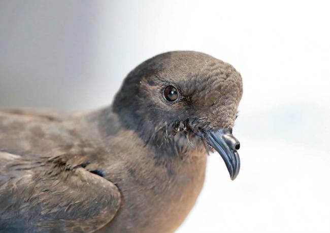 Primer plano de un paíño europeo, en un centro de recuperación de fauna salvaje. Las costas e islas mediterráneas son áreas de cría de esta ave marina (foto: Agami Photo Agency / Shutterstock).