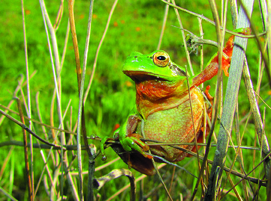 Macho de rana meridional en celo, con la garganta bien marcada por el canto (foto: Juan Daniel Guerrero). 