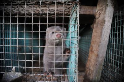 Visón americano en una granja peletera (foto: Jo-Anne McArthur / We Animals).