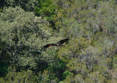 Una cigüeña negra echa a volar desde su nido tras ser objeto de molestias en la Reserva de la Biosfera de las Sierras de Béjar y Francia (Salamanca) durante la temporada reproductora de 2019 (foto: Acuho).