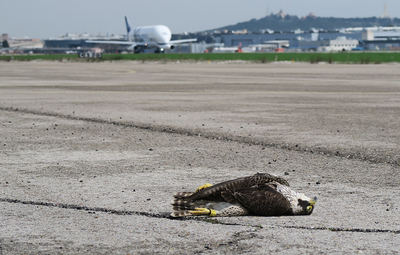 Un joven macho de halcón peregrino yace muerto sobre la pista de la Base Aérea de Getafe tras impactar el pasado mes de marzo con un Airbus Beluga XL (al fondo de la imagen). El ave estaba anillada y llevaba un dispositivo de seguimiento científico (foto: Javier Cano).