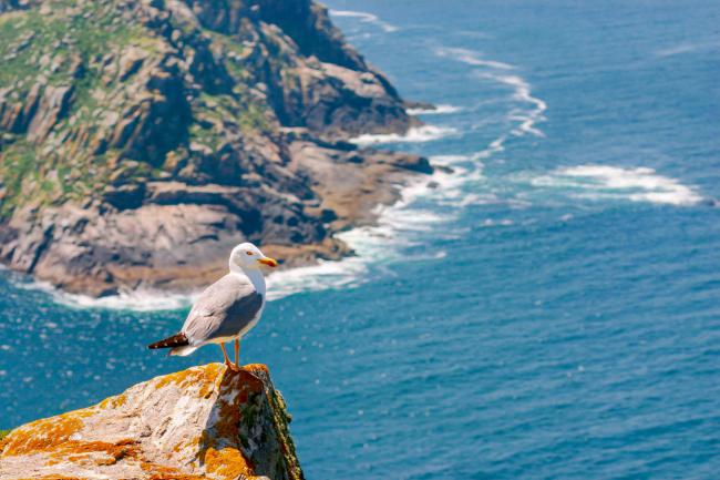 Gaviota patiamarilla posada sobre un acantilado marino del Parque Nacional de las Islas Atlánticas de Galicia (foto: Juan Poza / 123RF).