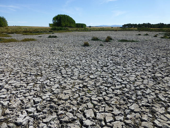 Aspecto que tenía la laguna de la Pradera China, en Cantalejo (Segovia), en 2020, año en el que fue desecada (foto: Grupo de Investigación del Agua).