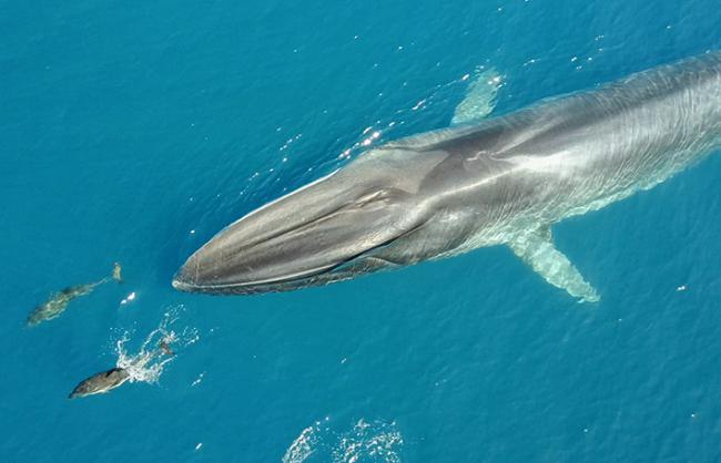 Un rorcual común nada flanqueado por varios delfines en la costa del Garraf (foto: Edmaktub).