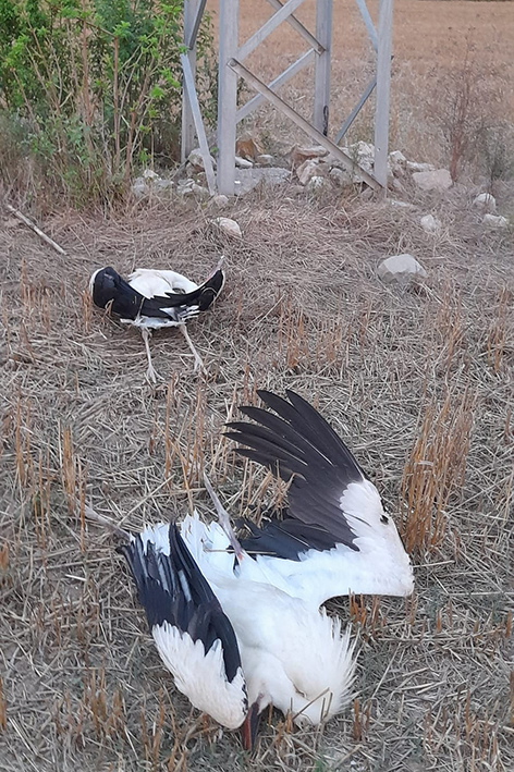 Dos cigüeñas yacen al pie de un tendido eléctrico en el sur de la provincia de Barcelona (foto: Pilar Clapers / El Fanal).