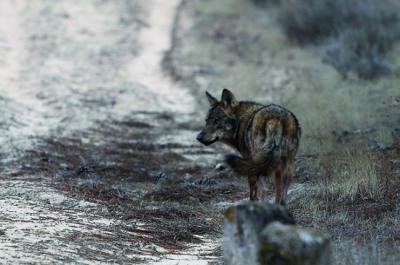 Lobo fotografiado en su hábitat en la comarca segoviana de Tierra de Pinares (foto: Francisco Contreras Parody).