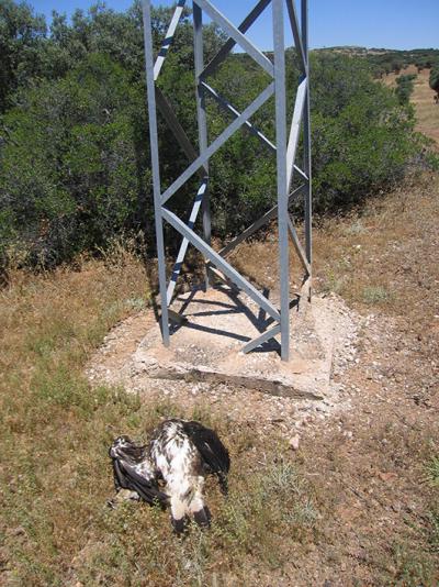 Águila real electrocutada al pie del apoyo de un tendido eléctrico (foto: SEO/BirdLife).