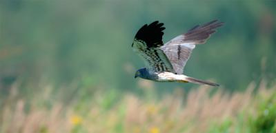 Macho de aguilucho cenizo en vuelo (foto: Victor Tyakht / 123RF).