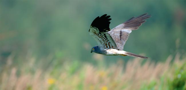 Macho de aguilucho cenizo en vuelo (foto: Victor Tyakht / 123RF).