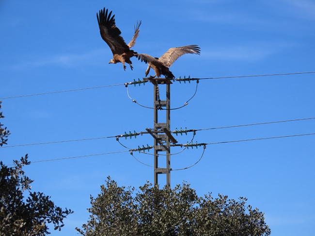 Buitres leonados en un apoyo de un tendido eléctrico con riesgo de electrocución (foto: Adensva).