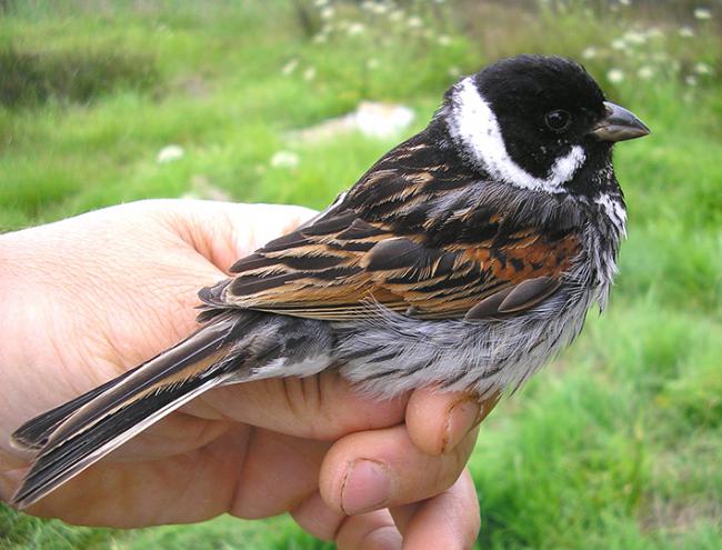 Ejemplar de escribano palustre de la subespecie iberoccidental en la mano de un anillador de aves (foto: Emilio Martínez).