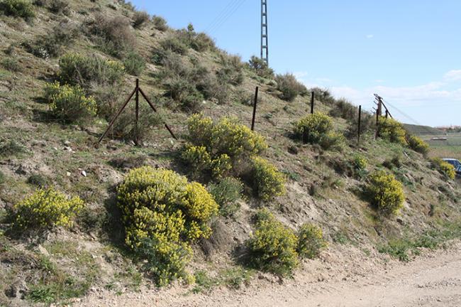 Varios pítanos en flor de la población en Yeles de esta planta en peligro (foto: Darío Meliá).